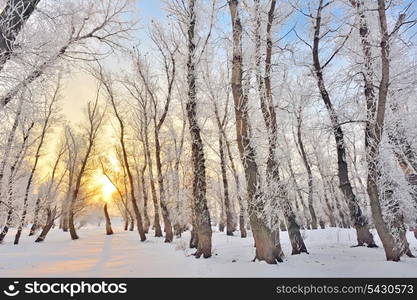 rising sun in winter forest