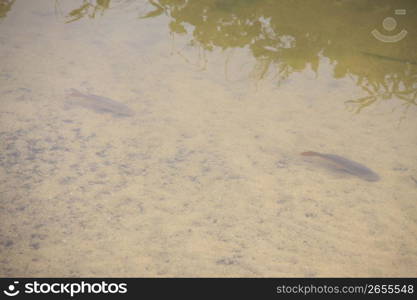 River and Fish