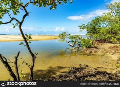 River and mangrove vegetation on the beach sand in Serra Grande on the south coast of Bahia. River and mangrove vegetation on the beach sand