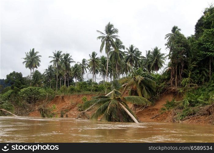 River and palm trees in Taman Negara national park, Malaysia