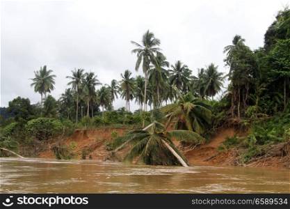 River and palm trees in Taman Negara national park, Malaysia