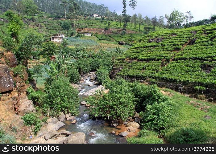 River and tea plantation near Nuwara Eliya, Sri Lanka