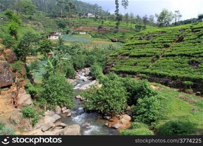 River and tea plantation near Nuwara Eliya, Sri Lanka