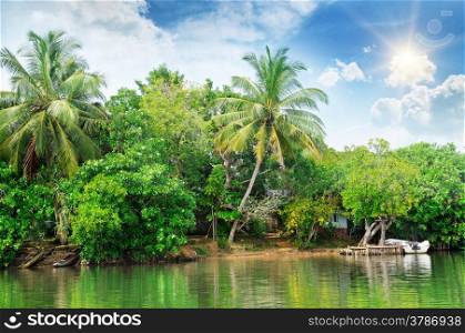 river and tropical plants on the coast
