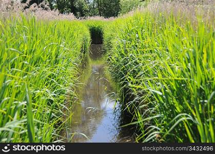 River and water grass