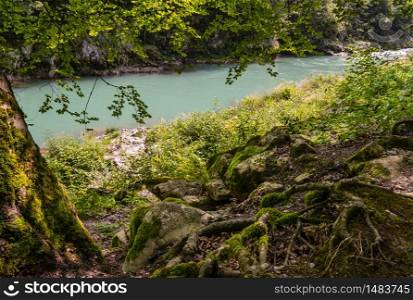 River at the bottom of Tara Canyon (Montenegro), summer landscape with big tree root in front