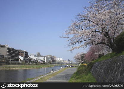 River bank