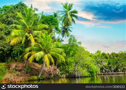 River, beautiful sunrise and tropical palms.