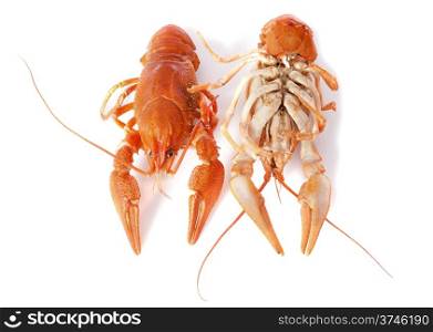 river crayfish in front of white background