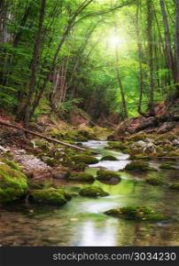 River deep in mountain forest. Nature composition. . River deep in mountain forest