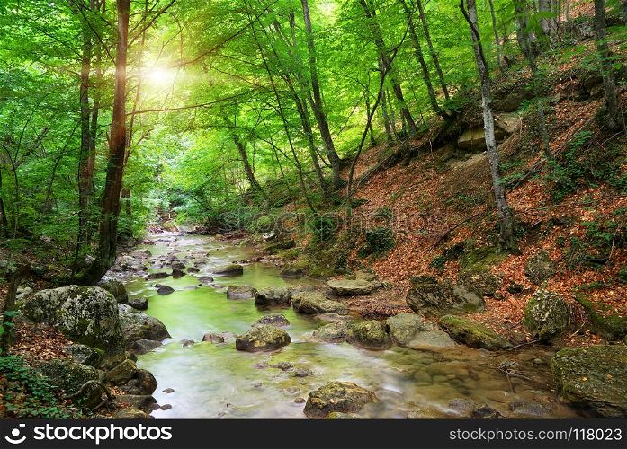 River deep in mountain forest. Nature composition.. River in mountain forest.