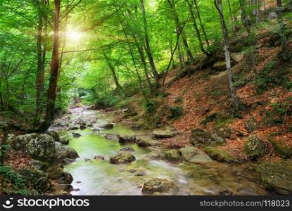 River deep in mountain forest. Nature composition.. River in mountain forest.