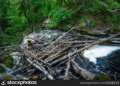 River flow in the green forest of Karelia