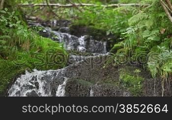 River flowing in the forest