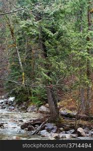 River flowing through a forest, Shannon Falls Provincial Park, British Columbia, Canada