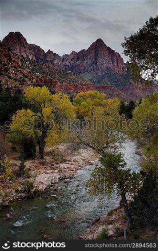 River flowing through a forest, Zion National Park, Utah, USA