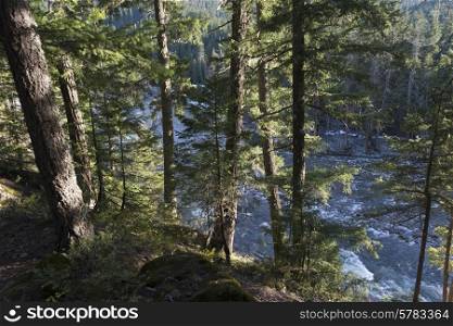 River flowing through forest, Nairn Falls Provincial Park, Whistler, British Columbia, Canada