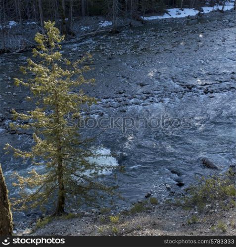 River flowing through forest, Pemberton, Whistler, British Columbia, Canada