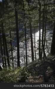River flowing through forest, Pemberton, Whistler, British Columbia, Canada