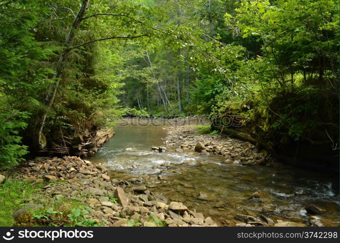 River flows in the forest