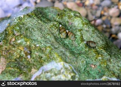 River freshwater snails over green musk stone