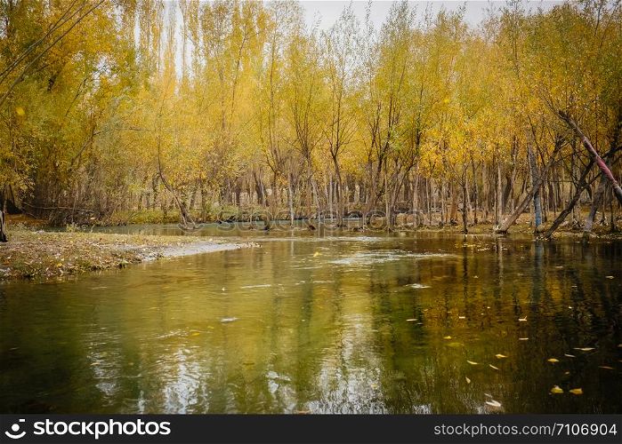River gently flow through yellow foliage forest with reflection in the water. Landscape serene scenery in autumn season, Skardu. Gilgit Baltistan, Pakistan.