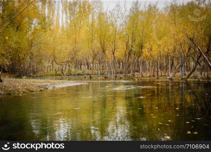 River gently flow through yellow foliage forest with reflection in the water. Landscape serene scenery in autumn season, Skardu. Gilgit Baltistan, Pakistan.