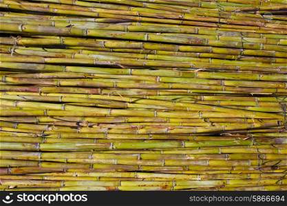 River green cane harvest texture pattern background in Valencia Parc de Turia of Spain