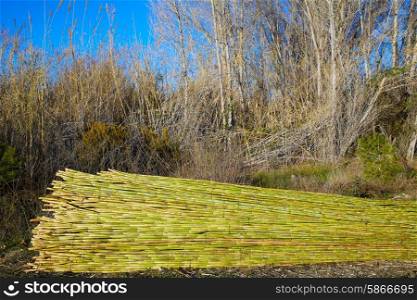 River green cane harvest texture pattern background in Valencia Parc de Turia of Spain