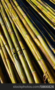 River green cane harvest texture pattern background in Valencia Parc de Turia of Spain