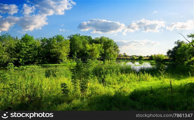 River in a beautiful green nature reserve in summer