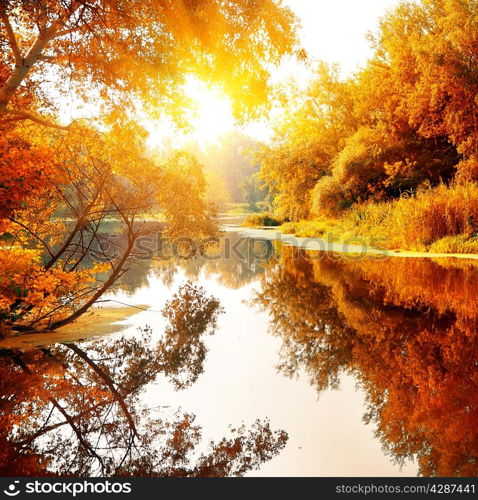 River in a delightful autumn forest at sunny day