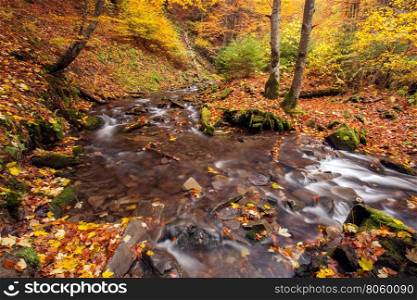 River in autumn colors forest