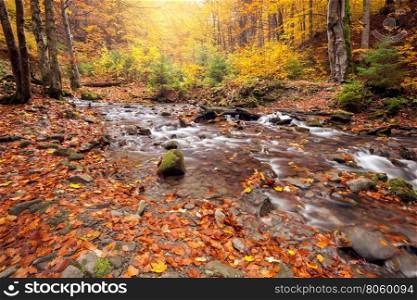 River in autumn colors forest. Great Smoky Mountains National Park, USA