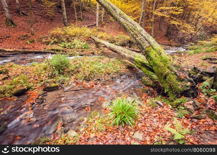 River in autumn colors forest. Great Smoky Mountains National Park, USA
