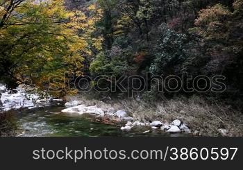 River in autumn, fallen leaves floating on the water.