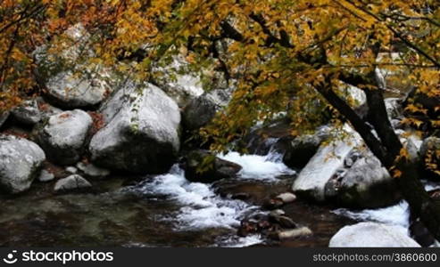 River in autumn, fallen leaves floating on the water.