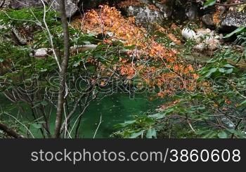 River in autumn, fallen leaves floating on the water.