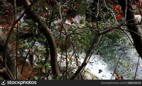 River in autumn, fallen leaves floating on the water.