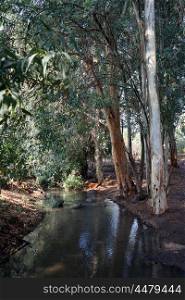 River in eucalyptus grove in Israel