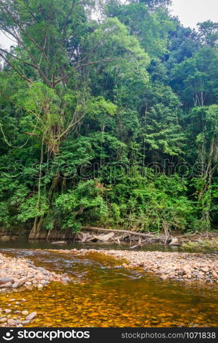 River in Jungle rainforest. Taman Negara national park, Malaysia. River in Jungle rainforest Taman Negara national park, Malaysia