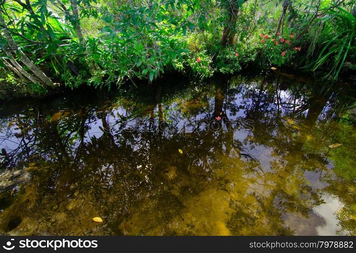 River in mysterious forest