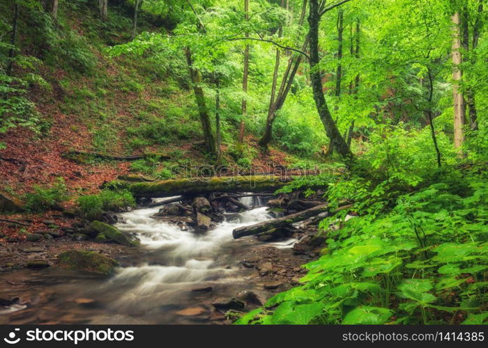 River in the forest. Green summer woodland and creek