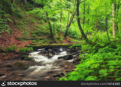 River in the forest. Green summer woodland and creek