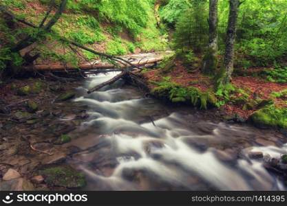 River in the forest. Green summer woodland and creek