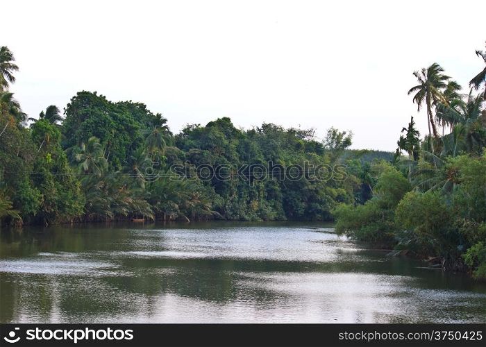 river in the jungle evening view
