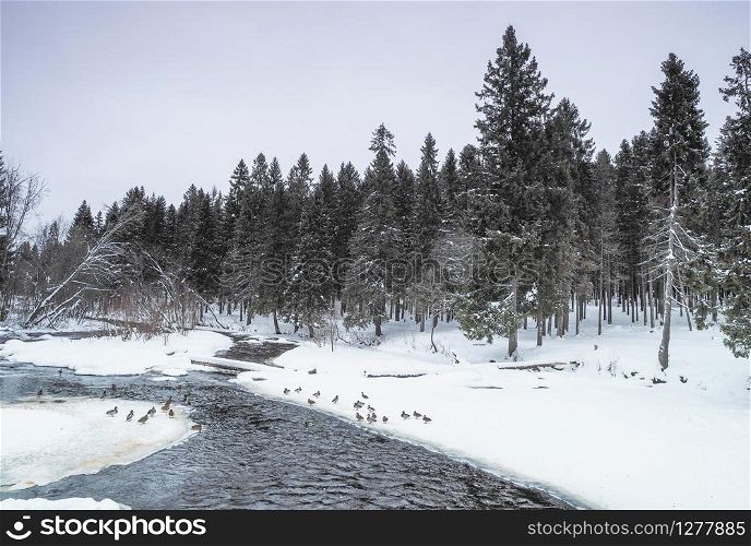 river in the taiga. winter