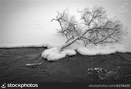 River Neris landscape in winter, cloudy day. Water stream near snow covered tree.