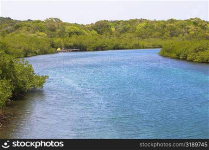 River passing through a forest, Dixon Cove, Roatan, Bay Islands, Honduras
