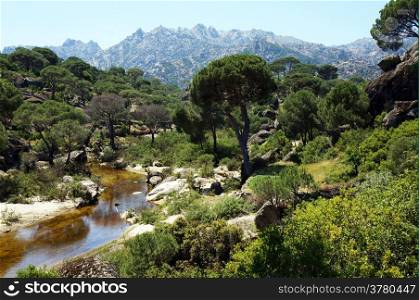 River, pine trees and mountain in Turkey